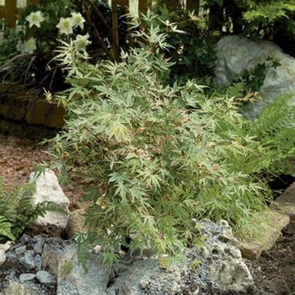 Japanse esdoorn (Acer palmatum 'Beni-shichi-henge')