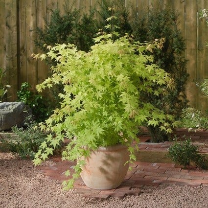 Japanse Esdoorn (Acer palmatum 'Summer Gold')