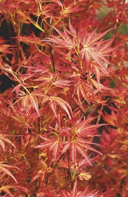 Japanse esdoorn (Acer palmatum 'Wilson's Pink Dwarf')