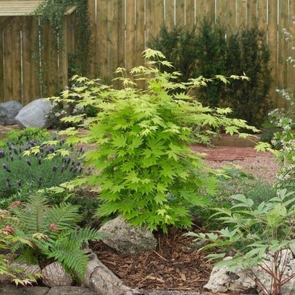 Japanse esdoorn (Acer shirasawanum 'Jordan')