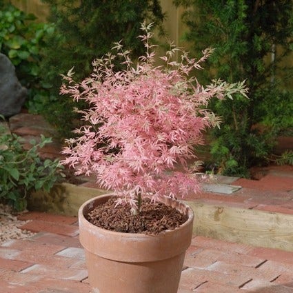 Japanse esdoorn (Acer palmatum 'Taylor')