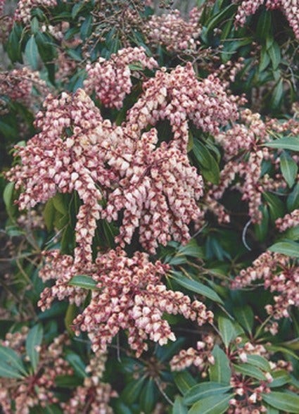 Rotsheide (Pieris japonica 'Valley Valentine')