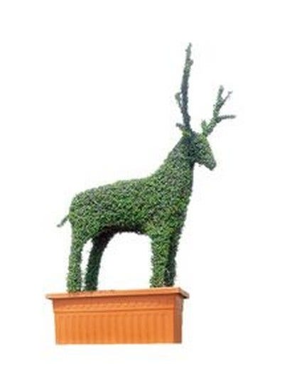 Deer (Ligustrum delavayanum)