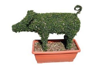 Pig (Ligustrum delavayanum)