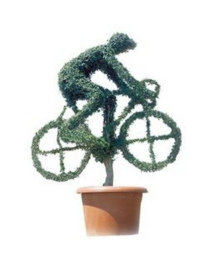 Cyclist (Ligustrum delavayanum)