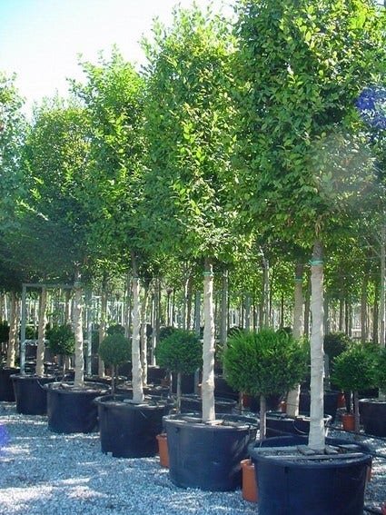 Haagbeuk als blokboom (Carpinus betulus 'Fastigiata')