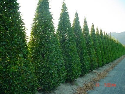 Haagbeuk als pyramide (Carpinus betulus 'Fastigiata' )