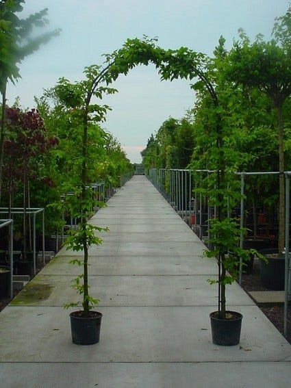 Haagbeuk in boogvorm (Carpinus betulus 'Fastigiata' )