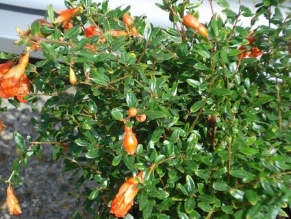 Granaatappel als struik (Punica granatum)