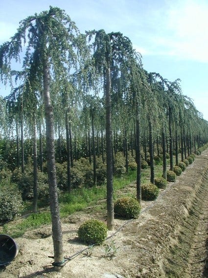 Treurceder (Cedrus deodara 'Pendula')