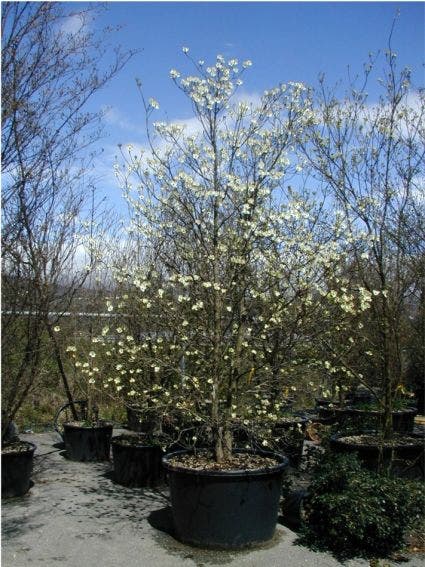 Veelbloemige Kornoelje (Cornus florida 'Cloud Nine')