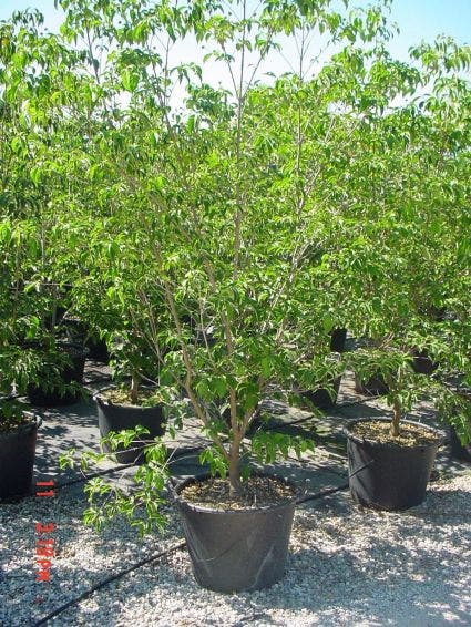 Amerikaanse kornoelje (Cornus florida 'Cherokee Chief')