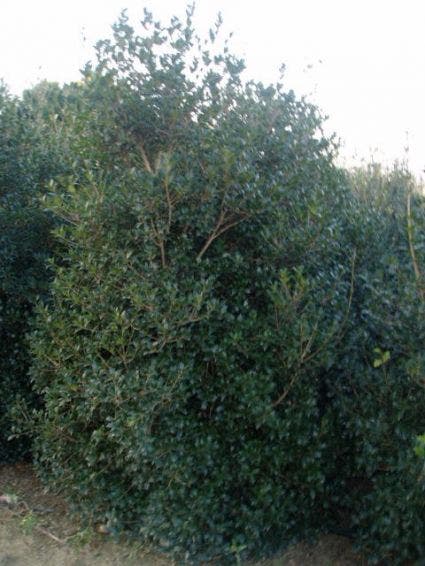 Schijnhulst (Osmanthus heterophyllus 'Variegatus')