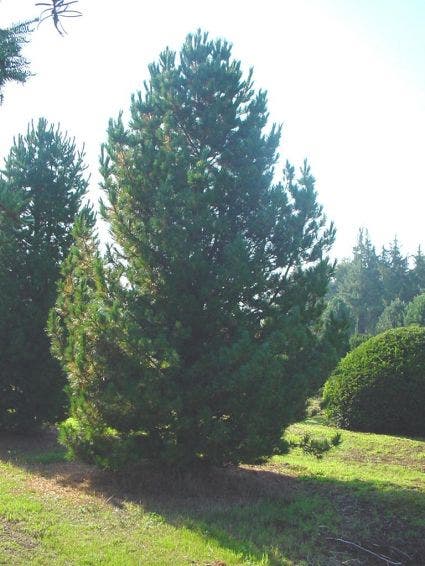 Alpenden (Pinus cembra)