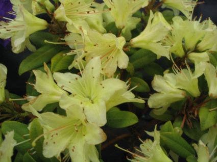 Dwergrhododendron (Rhododendron 'Princess- Anne')