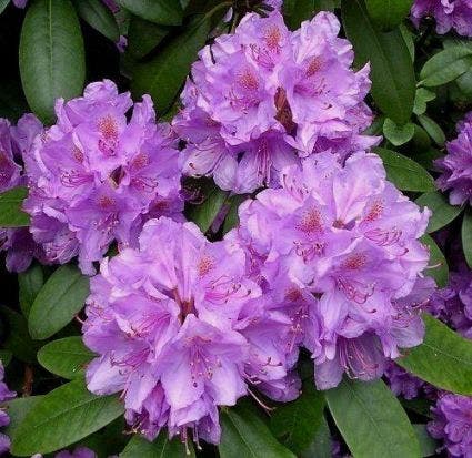 Rhododendron (Rhododendron catawbiense 'Boursault')