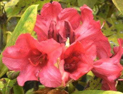 Rhododendron  (Rhododendron 'Dopey')