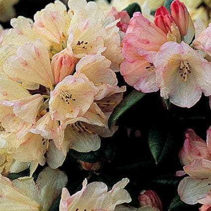 Dwergrhododendron  (Rhododendron 'Dusty Miller')