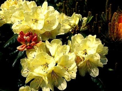 Rhododendron (Rhododendron 'Ehrengold')