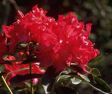 Rhododendron (Rhododendron 'Halfdan Lem')