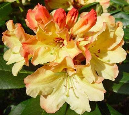 Rhododendron  (Rhododendron 'Nancy Evans')