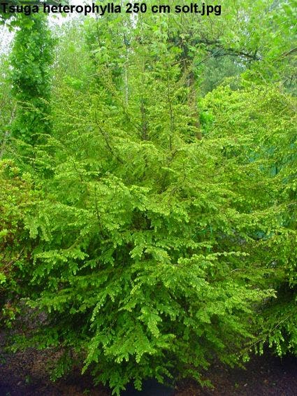 Westelijke hemlockspar (Tsuga heterophylla)