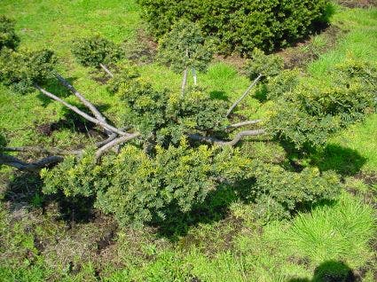 Taxus als bonsai (Taxus baccata 'Summergold')