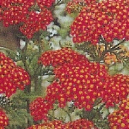 Duizendblad (Achillea millefolium 'Paprika')