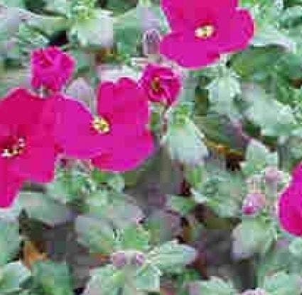 Blauwkussen (Aubrieta 'Bressingham Red')