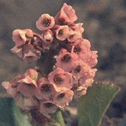 Schoenlappersplant (Bergenia cordifolia)