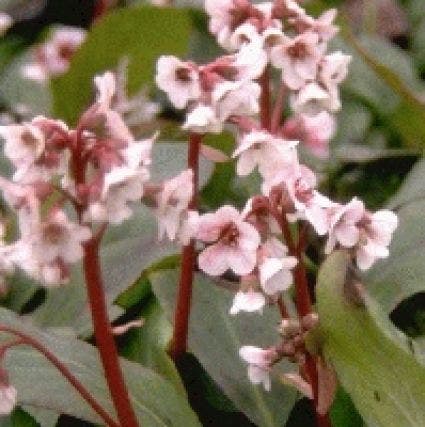 Schoenlappersplant (Bergenia 'Silberlicht')