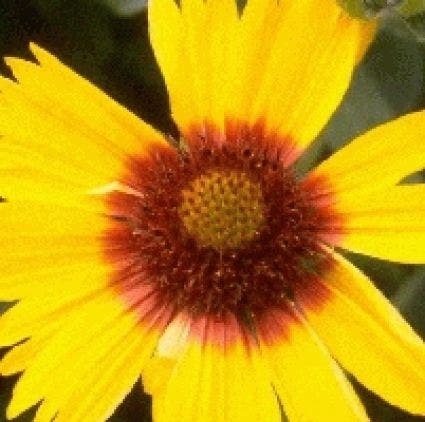 Kokardebloem (Gaillardia 'Bremen')