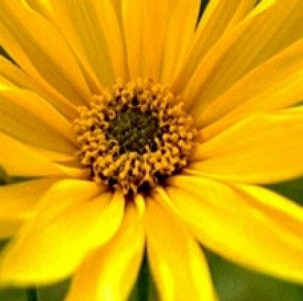 Zonnebloem (Helianthus atrorubens)