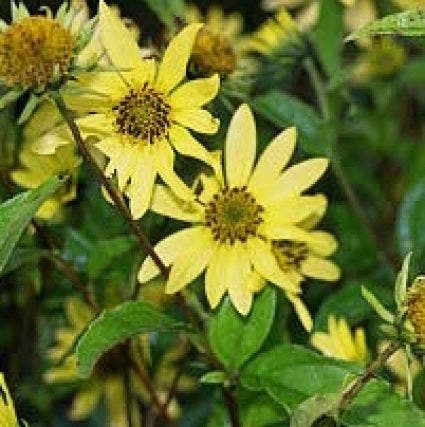 Zonnebloem (Helianthus 'Lemon Queen')