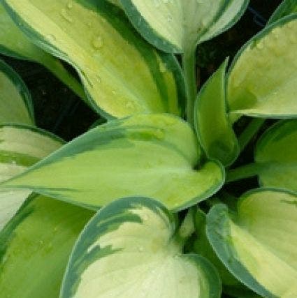 Funkia/Hartlelie (Hosta 'June')