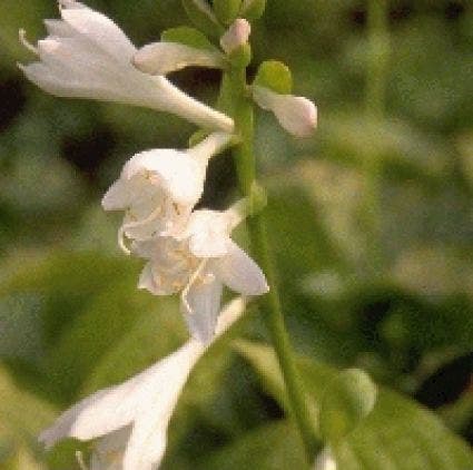 Funkia/Hartlelie (Hosta 'Royal Standard')