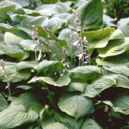 Funkia/Hartlelie (Hosta sieboldiana)