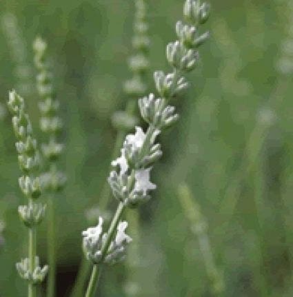 Witte Lavendel (Lavandula intermedia 'Edelweiss')