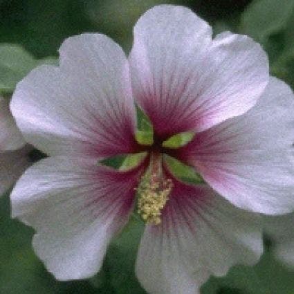 Struikmalva (Lavatera maritima)