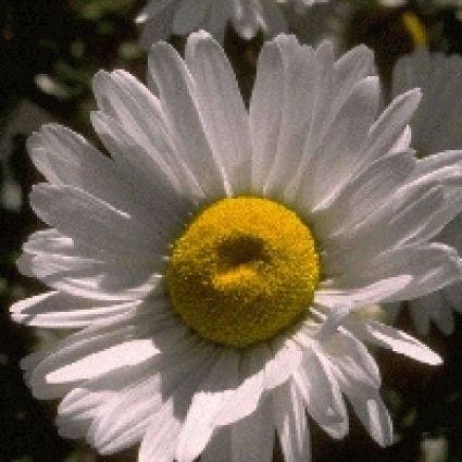 Margriet (Leucanthemum 'Polaris')