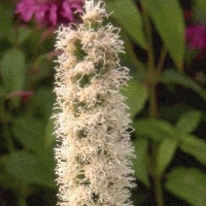 Lampenpoetser (Liatris spicata 'Alba')