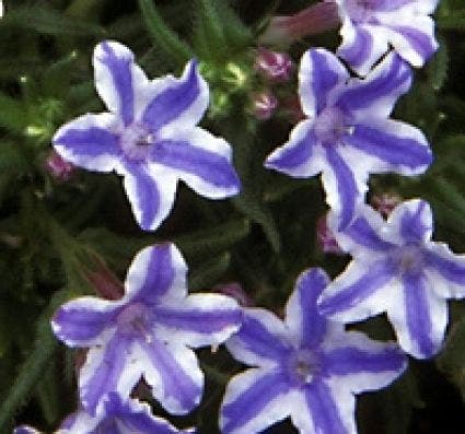 Parelzaad (Lithodora diffusa 'Star')