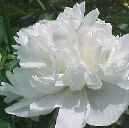 Tuinpioen/Pioenroos (Paeonia 'Duchesse de Nemours')