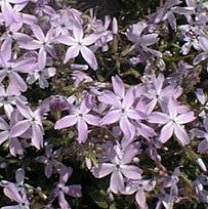 Kruipphlox (Phlox subulata 'G.F. Wilson's')