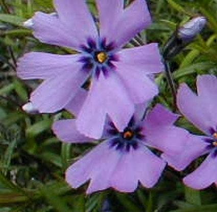 Kruipphlox (Phlox subulata 'Purple Beauty')