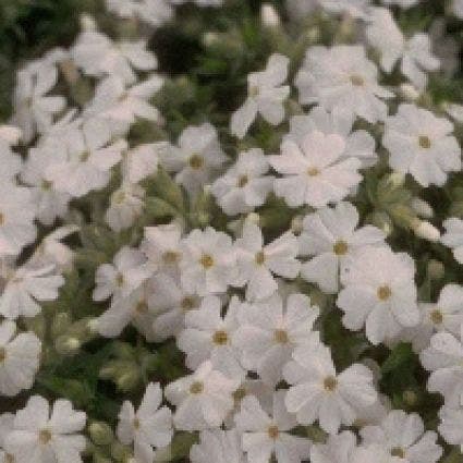 Kruipphlox (Phlox subulata 'Maischnee')