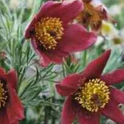 Wildemanskruid (Pulsatilla vulgaris 'Rubra')