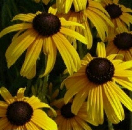 Zonnehoed (Rudbeckia fulgida deamii)