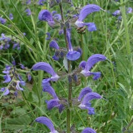 Veldsalie (Salvia pratensis)