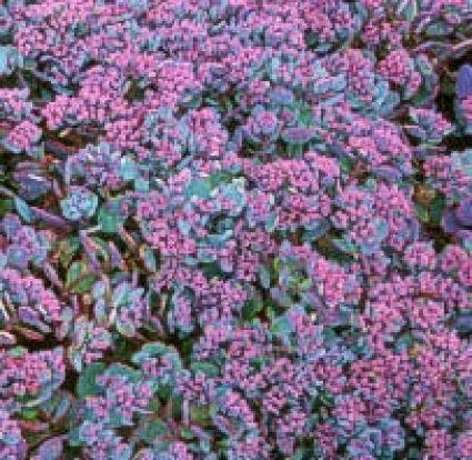 Vetkruid (Sedum cauticola 'Lidakense')